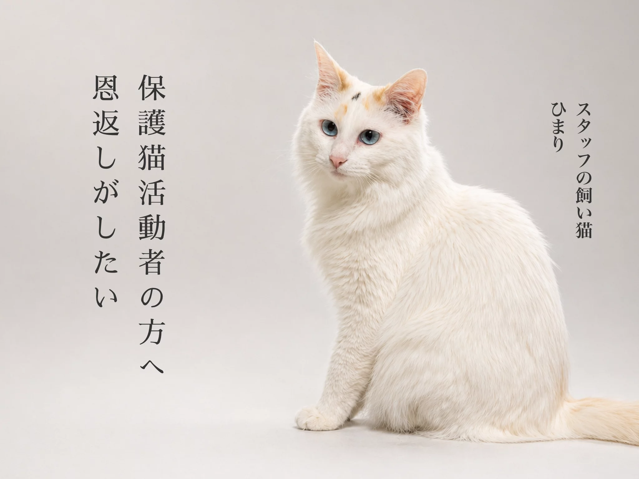 京焼・清水焼の職人技が光る 日常の癒しねこちゃん食器！