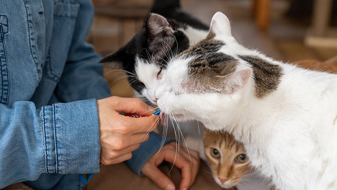 靴工房Belle and Sofaの靴とねこグッズで保護猫活動に貢献～大好きな猫