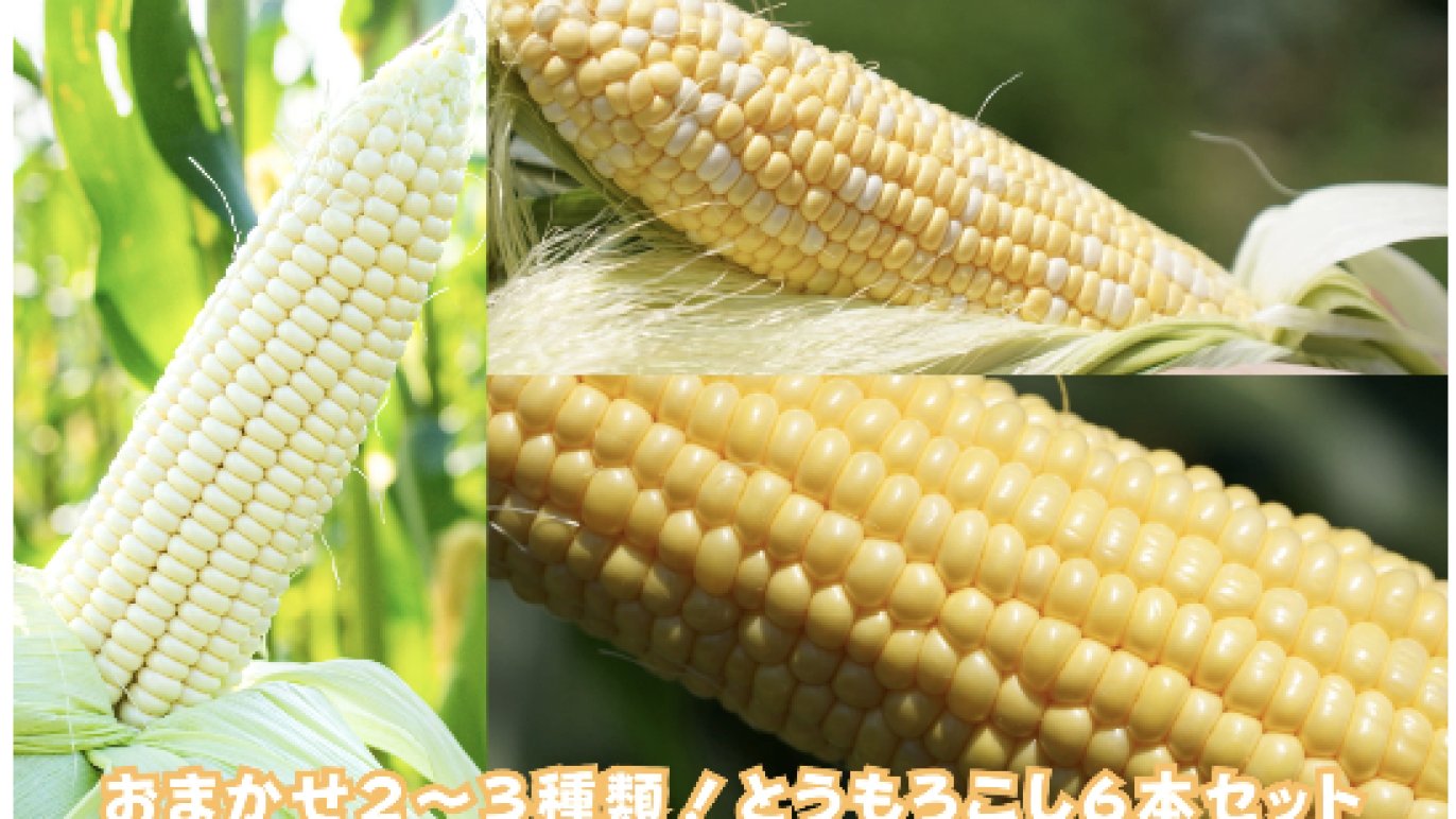 山梨県の朝どれ完熟とうもろこし” 当日直送で最高鮮度の5種を食べ比べ