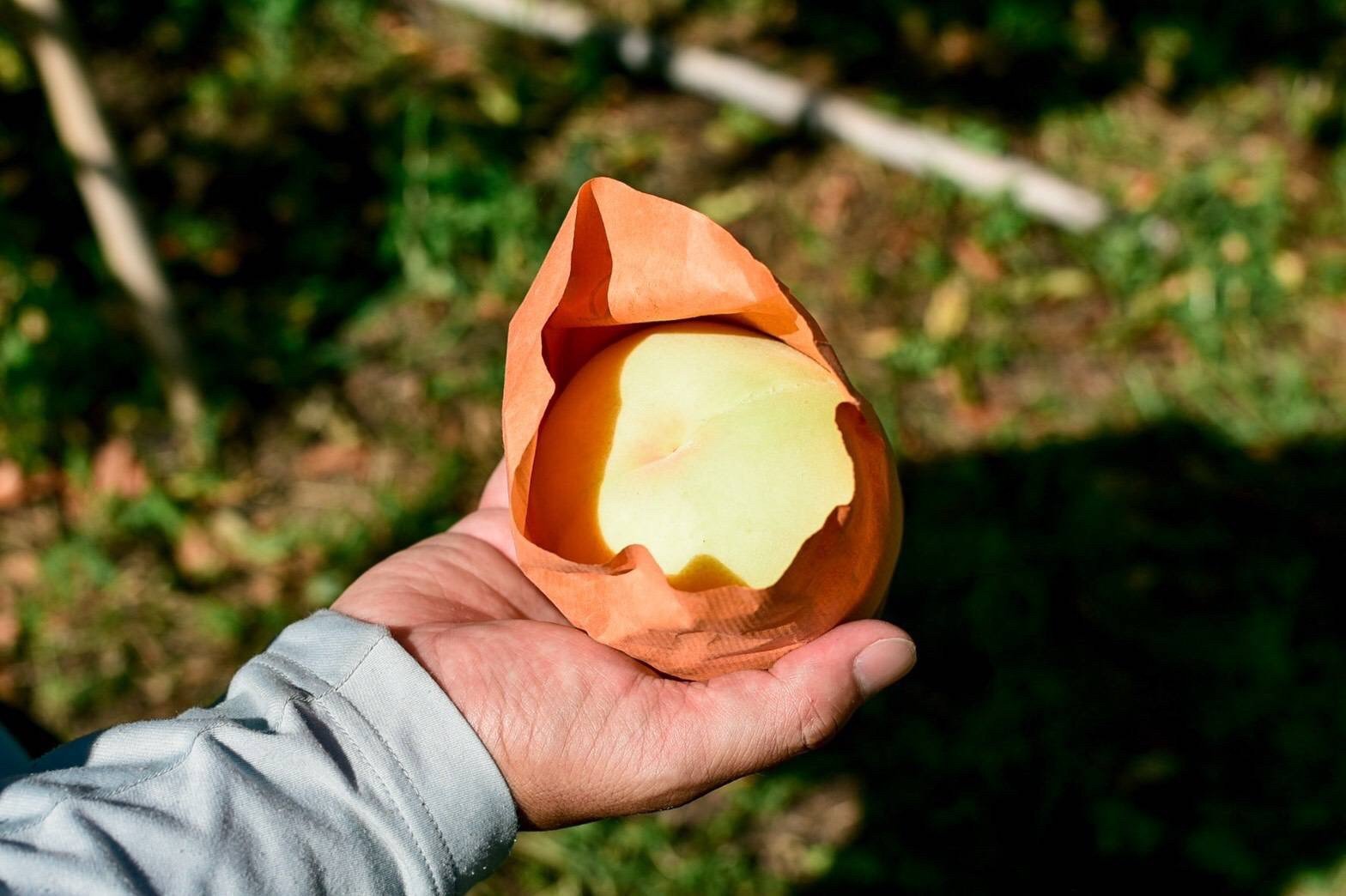 桃農家、葡萄農家 maxresdefault.jpg