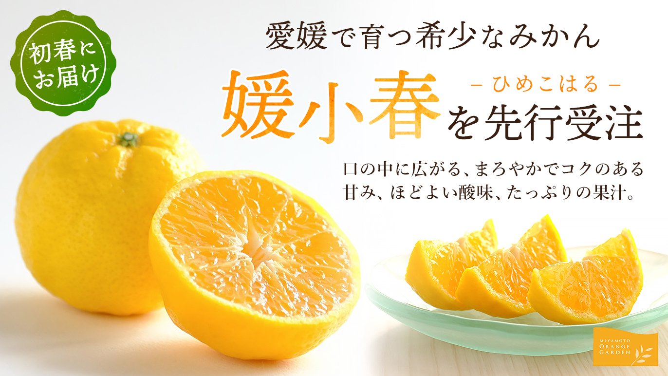 10年の研究が実を結ぶ！希少みかん「媛小春（ひめこはる）」 の先行 