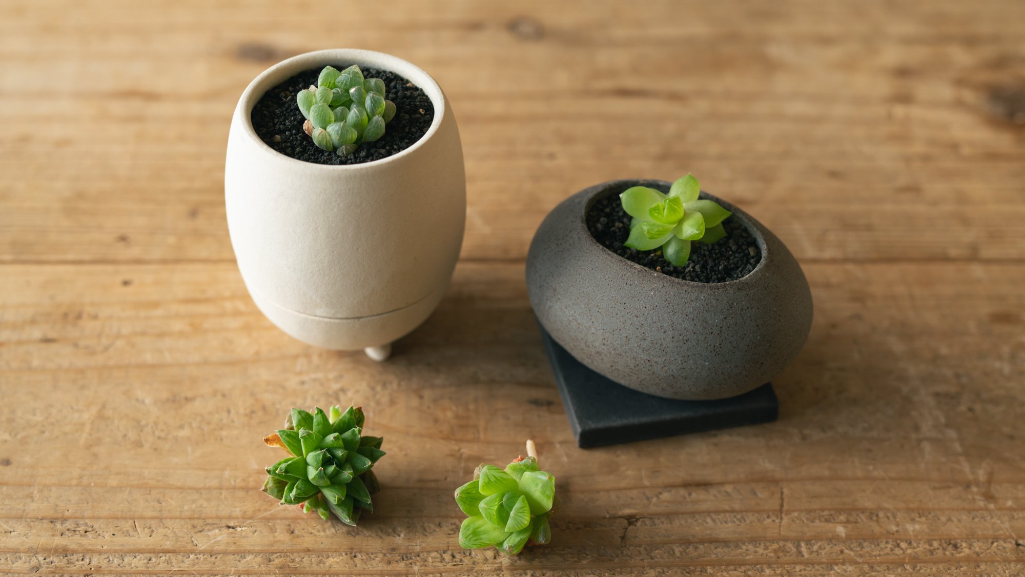 ポテっと、コロンと、手のひらサイズの植木鉢。植物ビギナーでも安心の