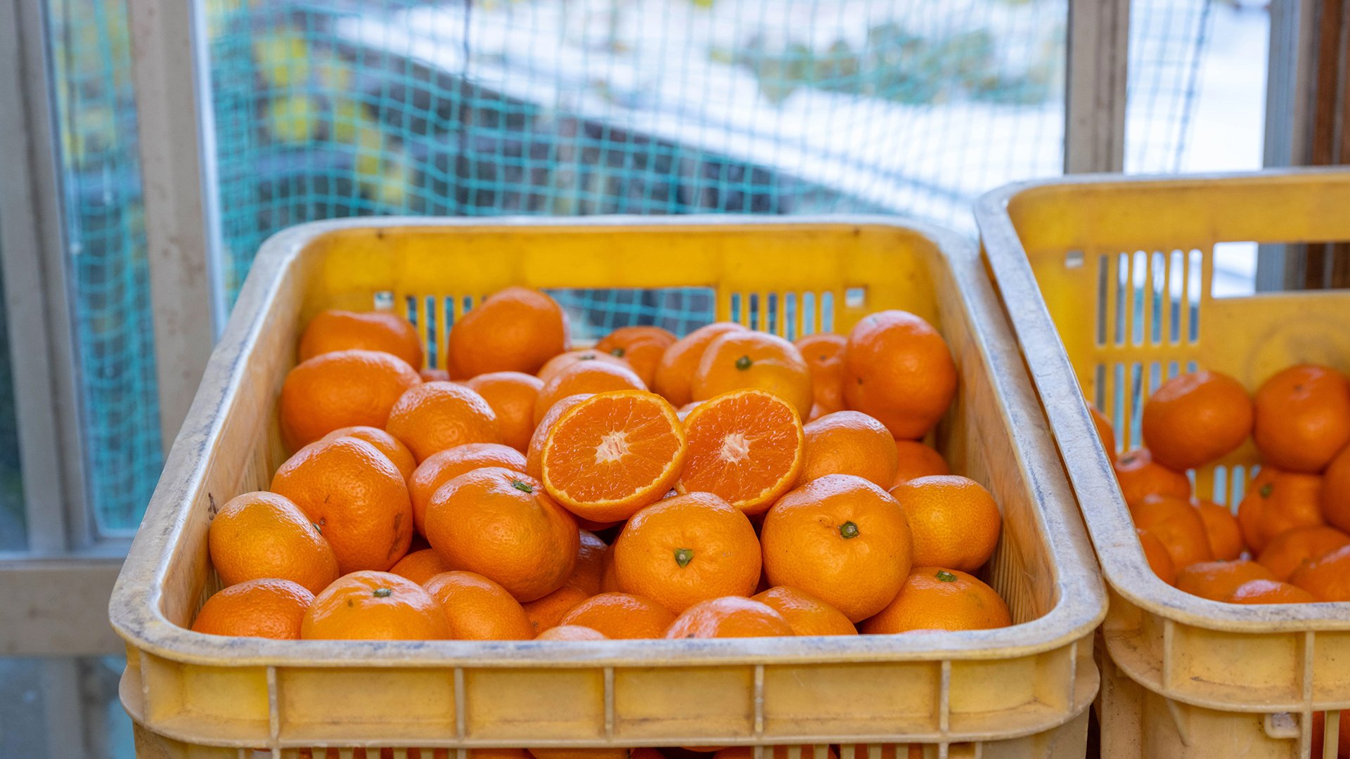 甘くて濃い！瀬戸内の恵みをもう一度 ～前回好評の周防大島旬のみかん