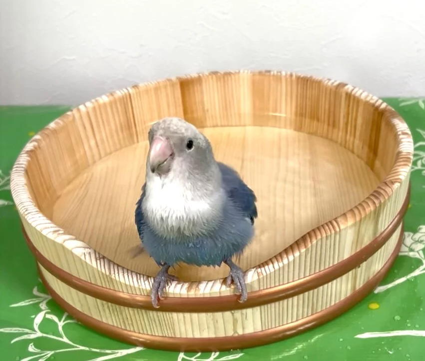 鳥籠四個&四羽桶 鳥用品 鳥籠四個&四羽桶