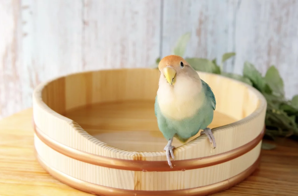 うちの子専用、ちいさなお風呂が大きくなりました！職人技を愛鳥の為に