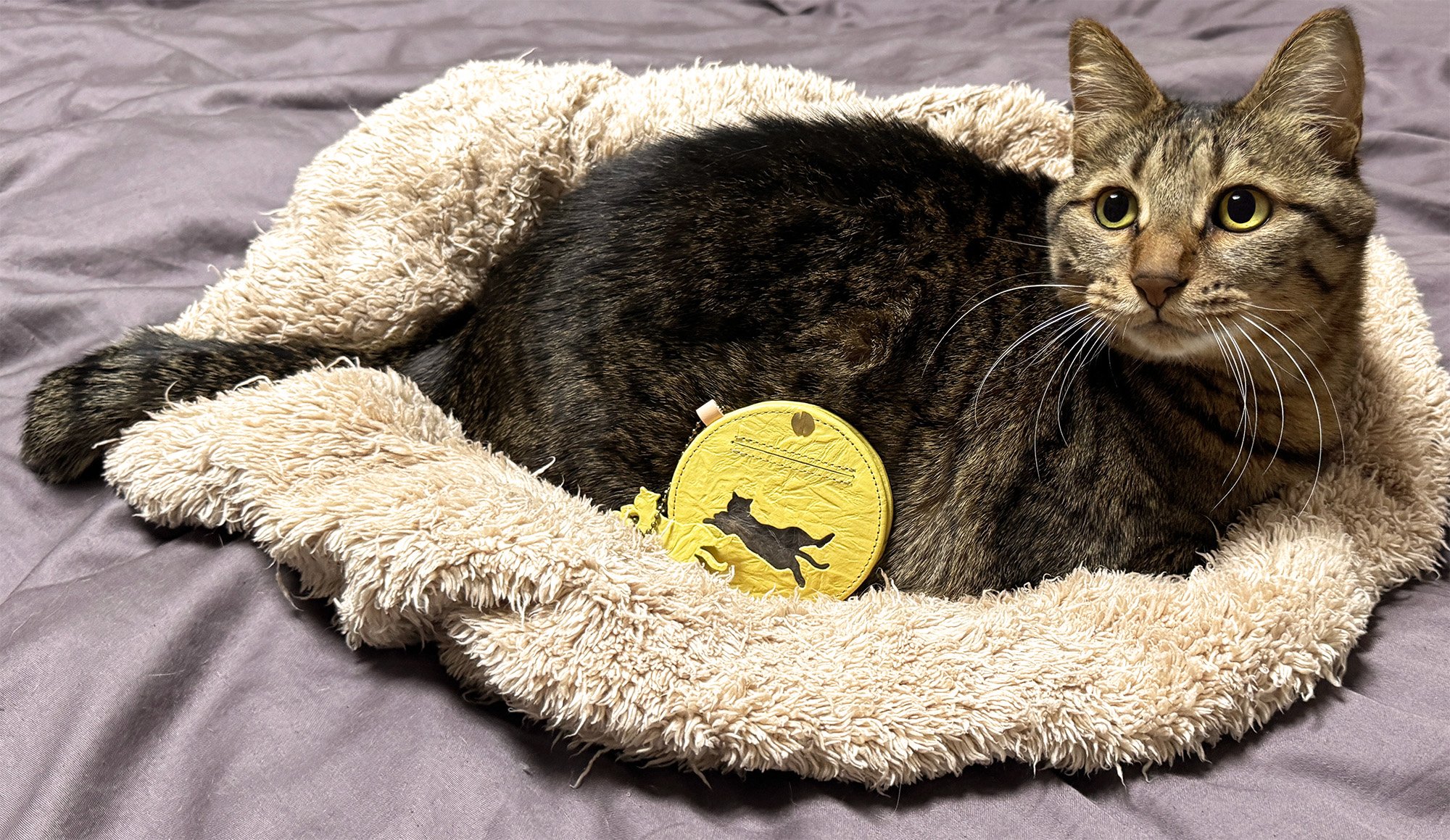 保護ネコ支援につながる】aoneco 猫窓付きミラーをあなたのお供に