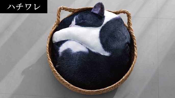 受注会】次猫リクエストNO.1に輝いた“黒猫”誕生！ねこのまんまる