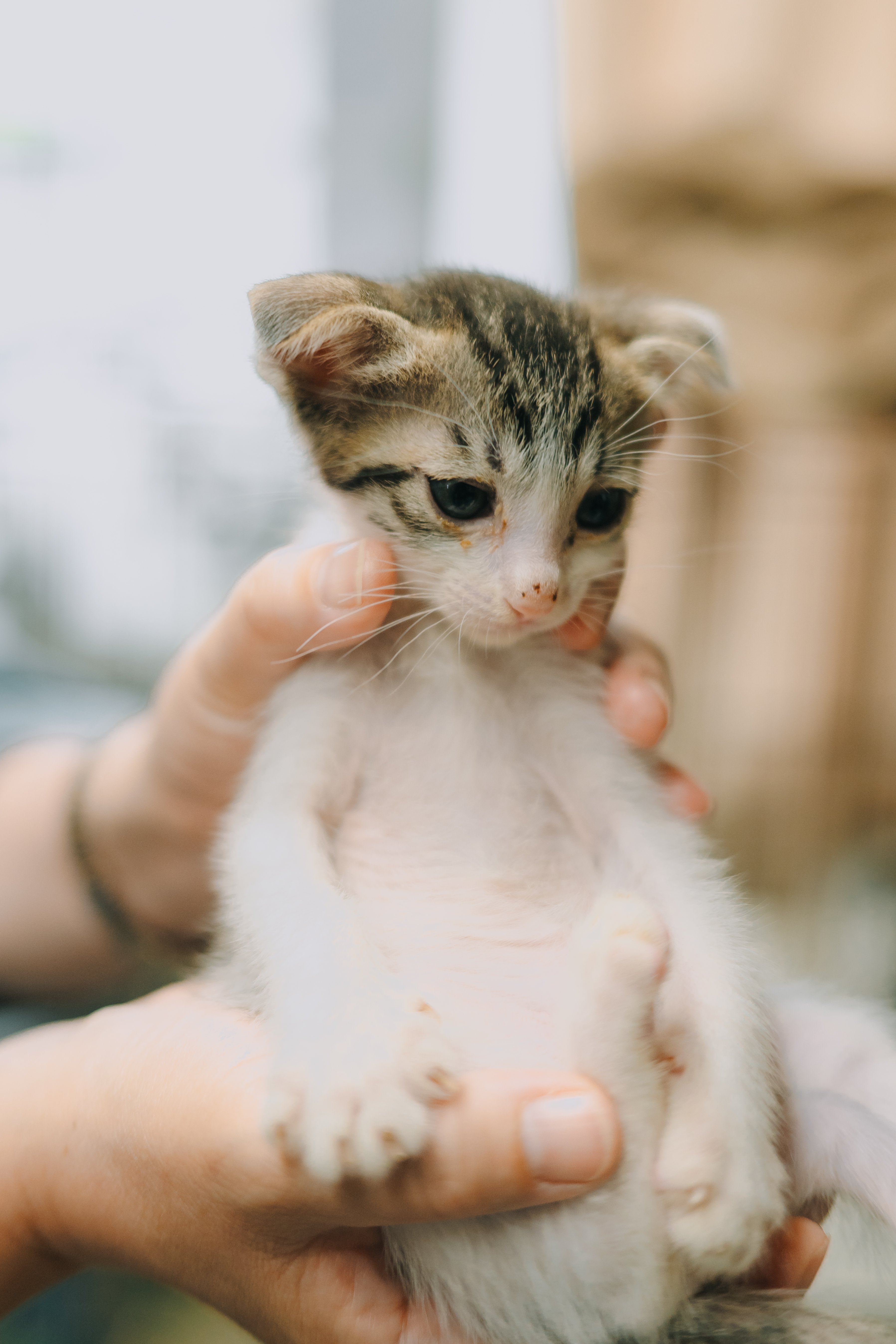 保護ネコ支援につながる】aoneco 猫窓付きミラーをあなたのお供に