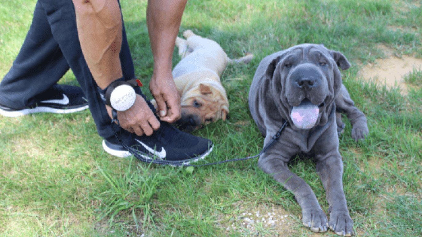 両手が使えるリード【Lishinuリシニュー】犬好きのお散歩がもっと自由