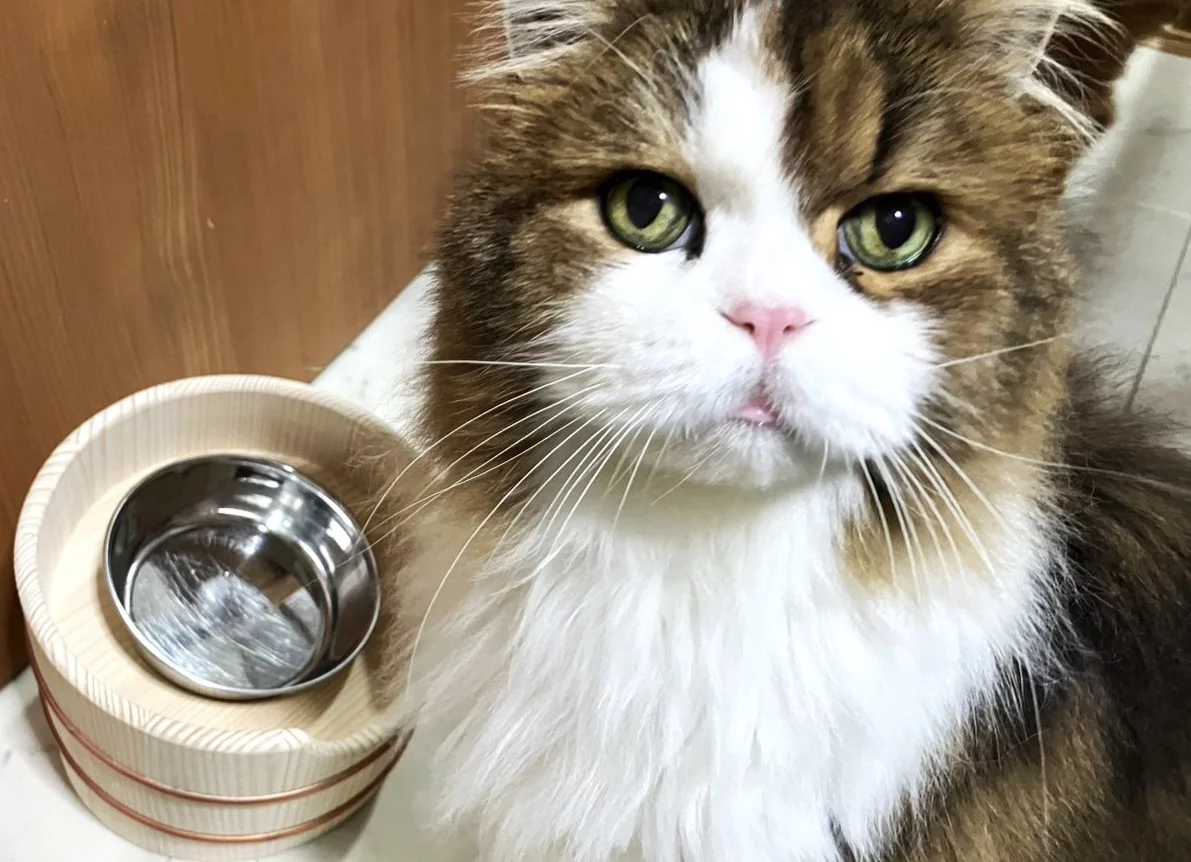 111年の桶樽屋の伝統と技術が贈る。猫ちゃんの負担を軽減する食器台