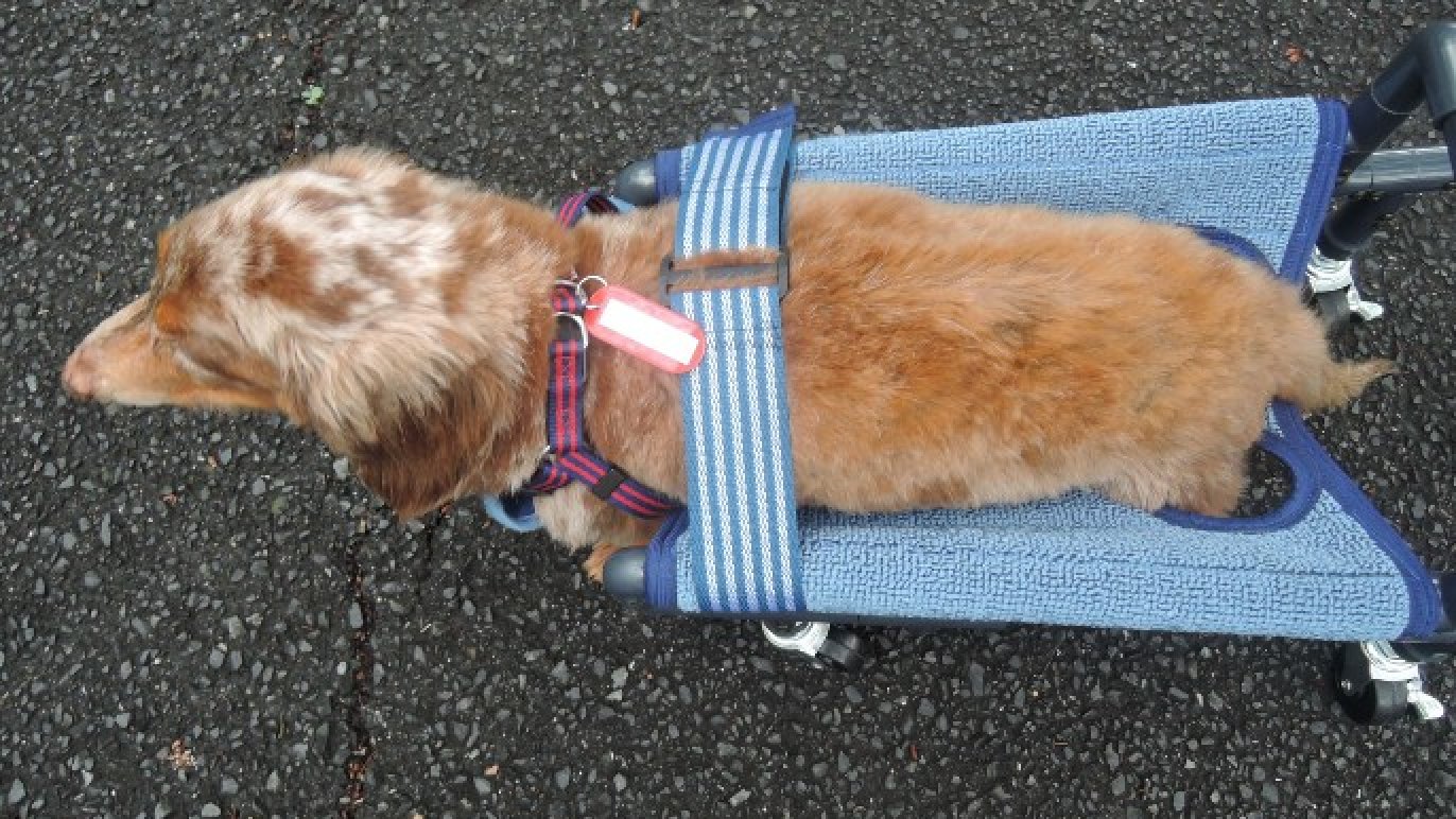 小型犬用 車椅子 歩行器 四輪 手押し 顎乗せ付き （大切な家族のわん 