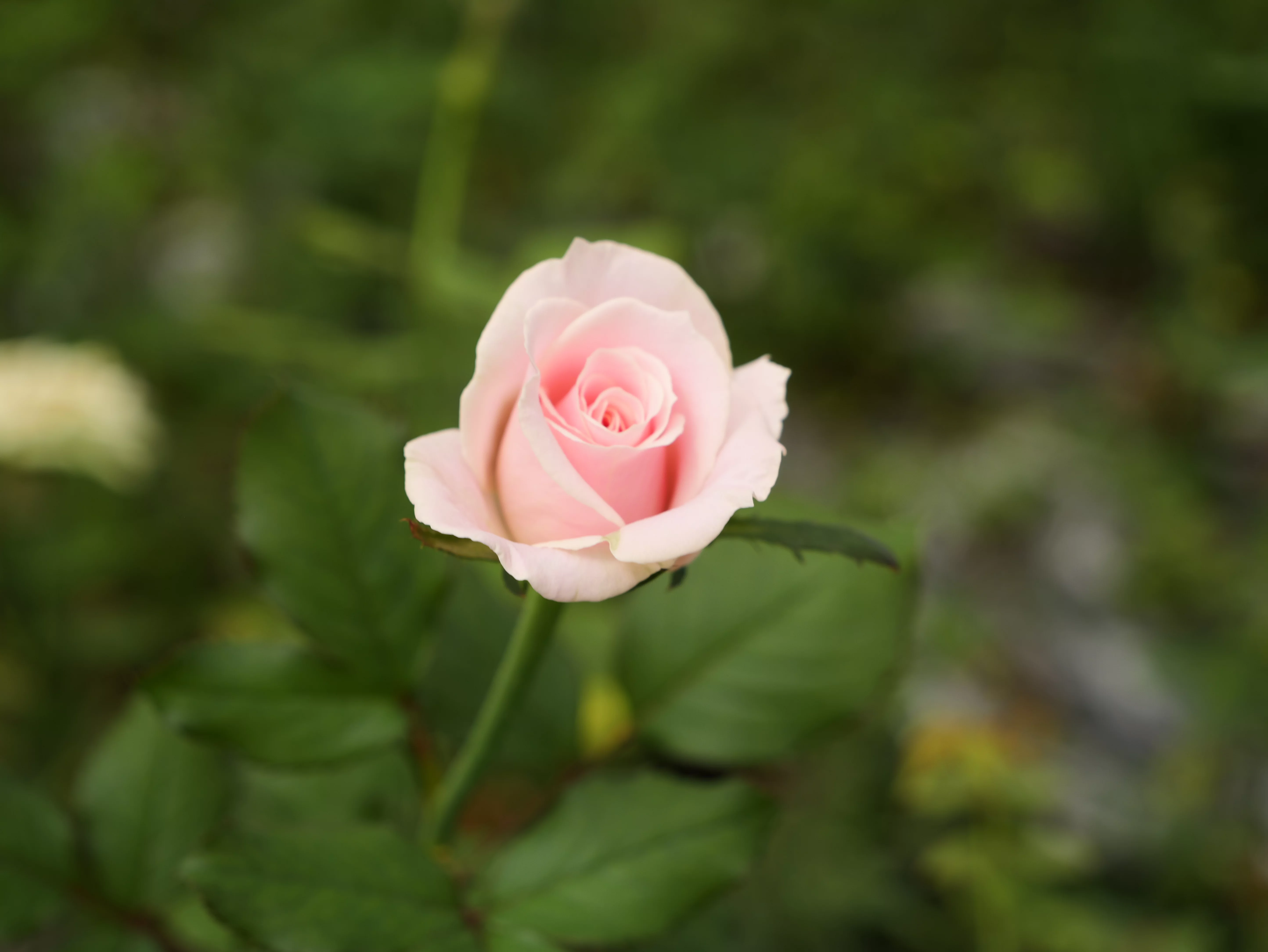可憐で控えめ、夏だけの薔薇を――Creema SPRINGS限定の花束プロジェクト