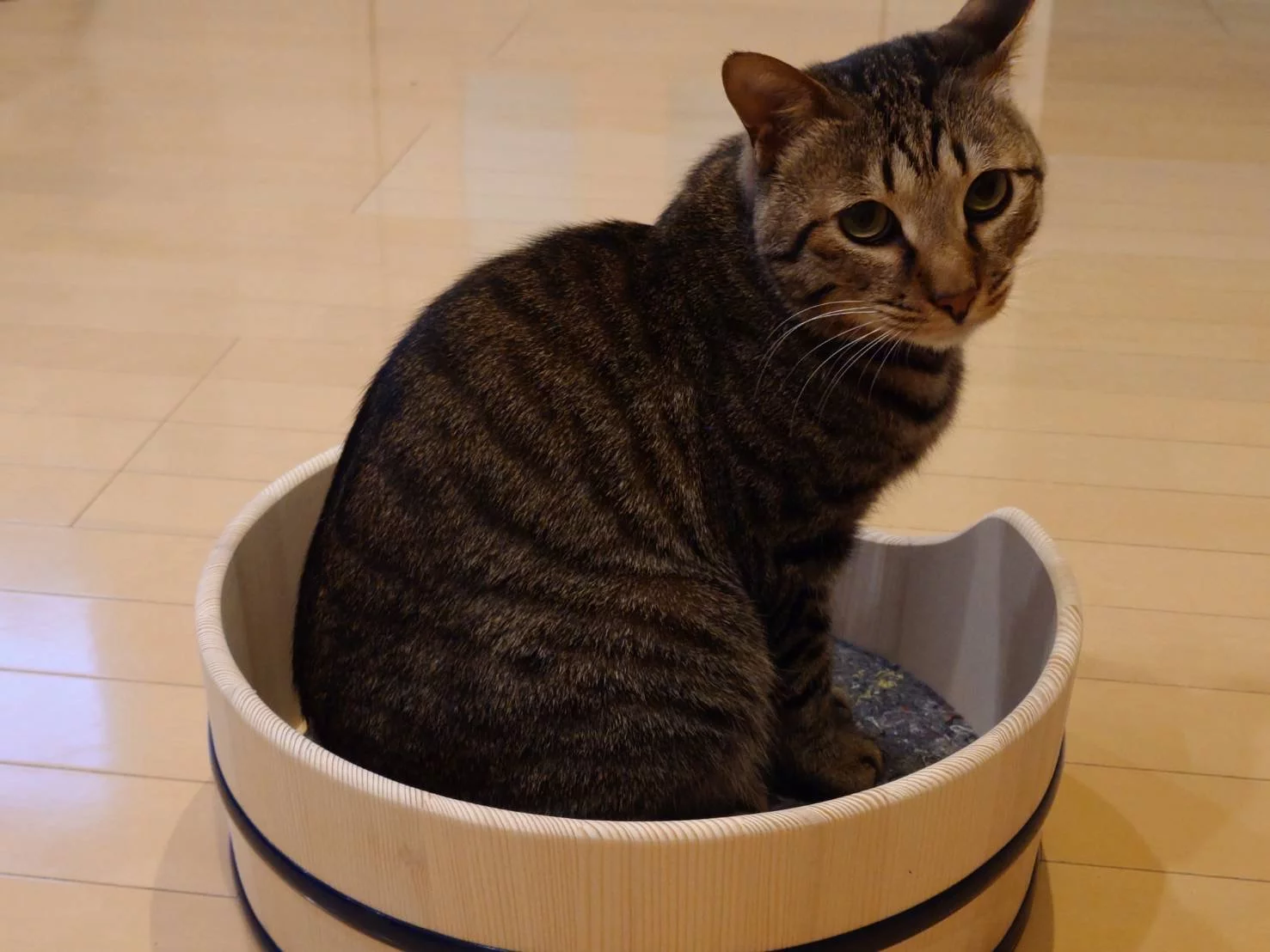 職人技を愛猫のために、癒しの丸みNERUKOベッド｜Creema SPRINGS