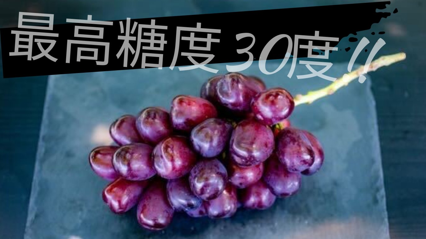 富士の輝き 糖度30度も！！？まるでハチミツのような甘さのぶどう。一口で