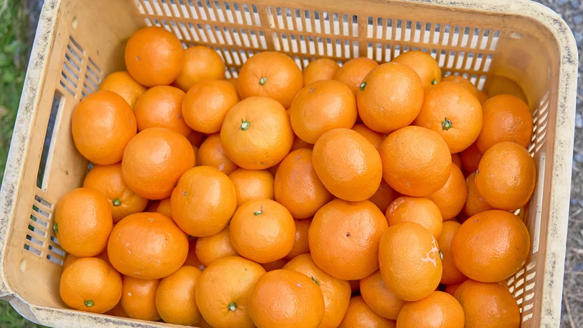 甘くて濃い！瀬戸内の恵みをもう一度 ～前回好評の周防大島旬のみかん