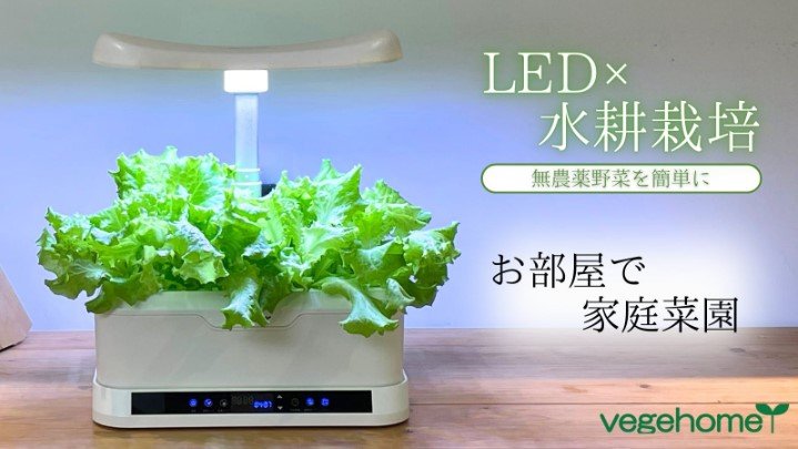 お部屋で家庭栽培！LED水耕栽培セット「ベジホーム」｜Creema SPRINGS