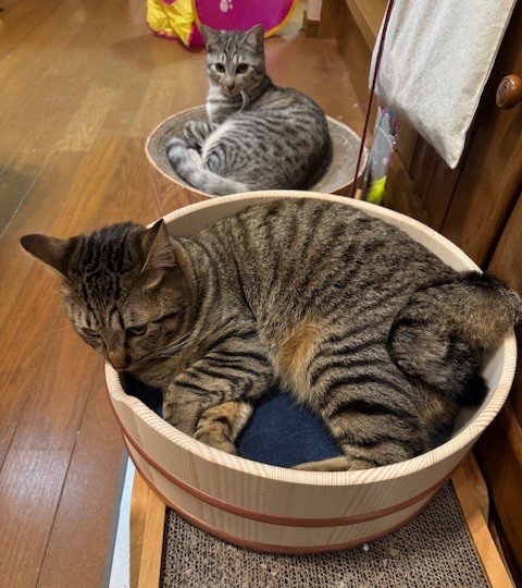 職人技を愛猫のために、癒しの丸みNERUKOベッド｜Creema SPRINGS