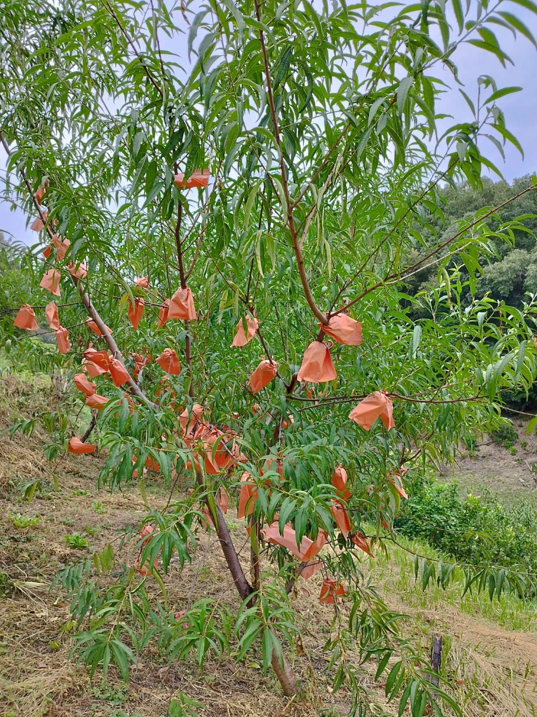 桃農家、葡萄農家 hqdefault.jpg