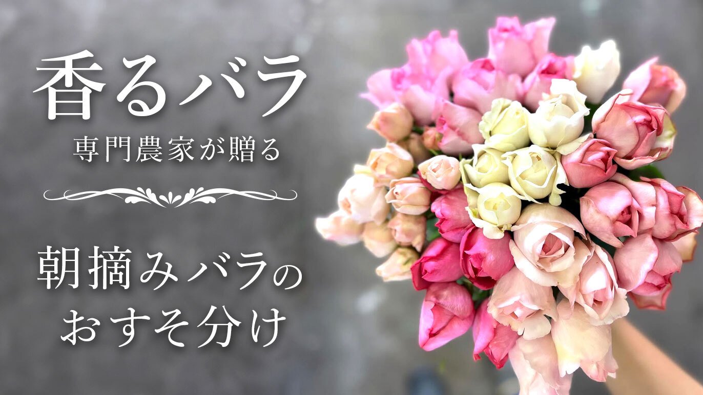 6月末〆切】今季最後の“香るバラの朝摘み花束” CreemaSPRINGS限定で