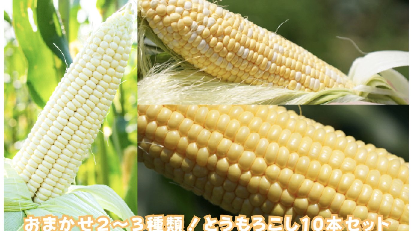 山梨県の朝どれ完熟とうもろこし” 当日直送で最高鮮度の5種を食べ比べ