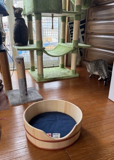 職人技を愛猫のために、癒しの丸みNERUKOベッド｜Creema SPRINGS