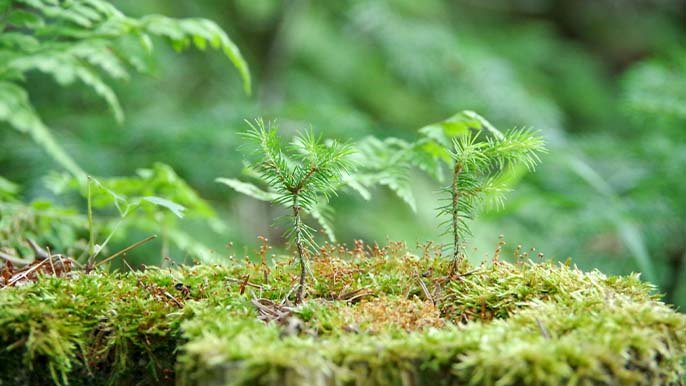 自分自身を大切に生きることを伝えるために 北海道の原生林を撮影したフォトブックを出版したい Creema Springs