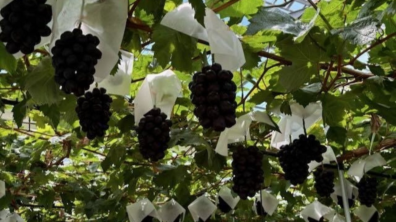 糖度30度も！！？まるでハチミツのような甘さのぶどう。一口で