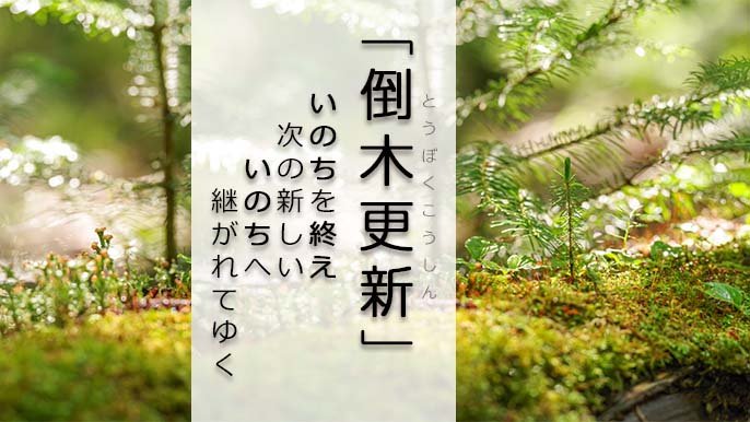 自分自身を大切に生きることを伝えるために 北海道の原生林を撮影したフォトブックを出版したい Creema Springs 自分自身を大切に生きることを伝えるために 北海道の原生林を撮影したフォトブックを出版したい Creema Springs
