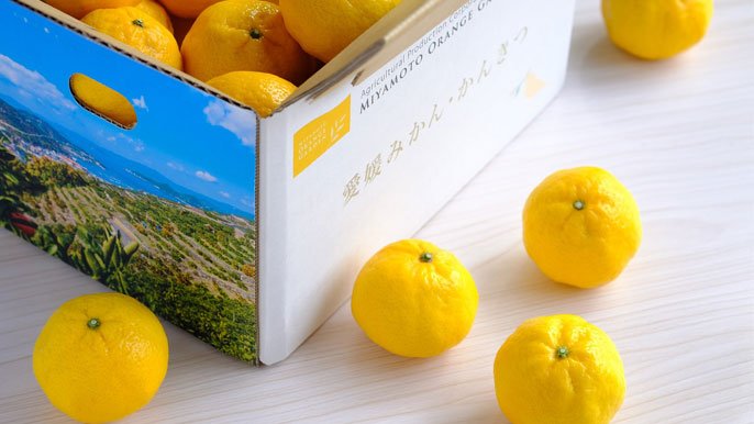 10年の研究が実を結ぶ！希少みかん「媛小春（ひめこはる）」 の先行