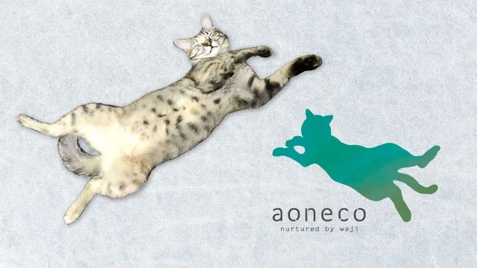 保護ネコ支援につながる、aonecoグッズ【コーヒーギフト＆キャッツアイ