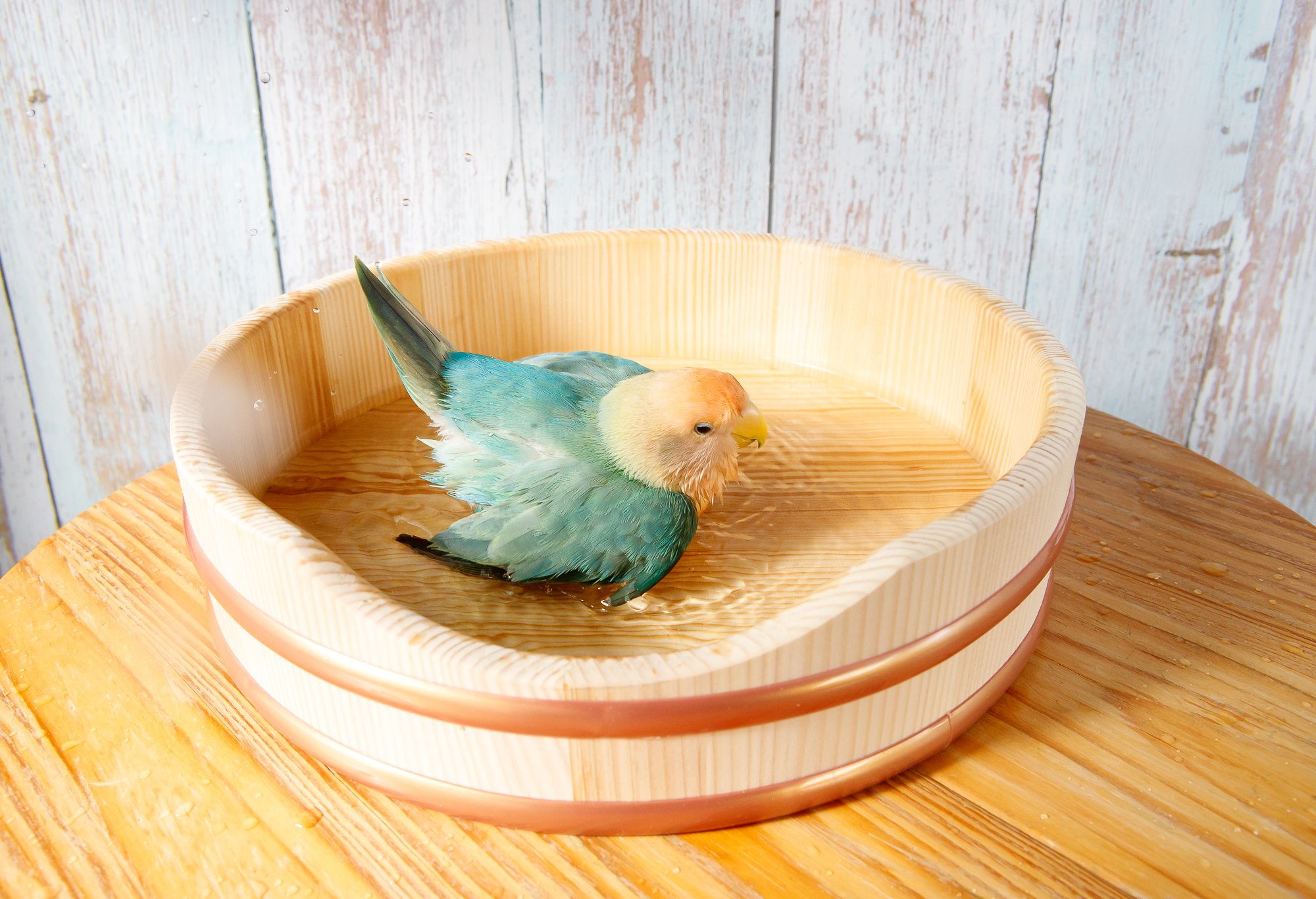 専用 商品 F392 F-392 ジャッカル TN 極 魚矢限定 オリカラ （※バラ