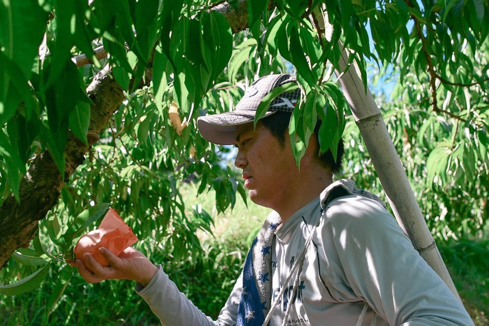 岡山で3代続く桃農家の挑戦。 ”幻”の冬桃（ふゆもも）と桃の甘酒を特別