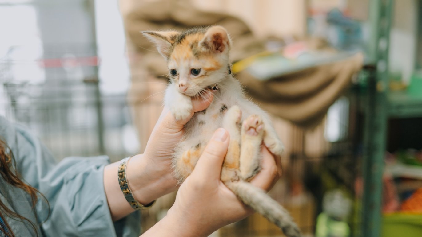 保護ネコ支援につながる【ステテコを履いた猫デザイン】の晴雨傘 