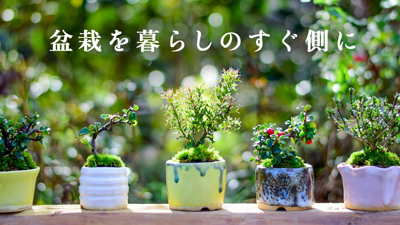 正成のミニ盆栽鉢