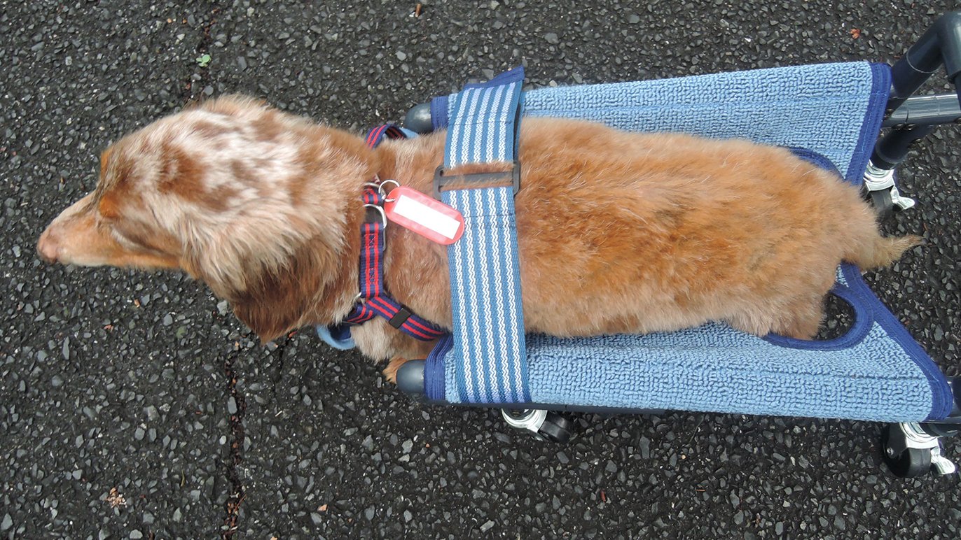 ワンちゃん4輪歩行器!リハビリ!食事補助!塩ビ!犬の歩行器!手押し!犬の