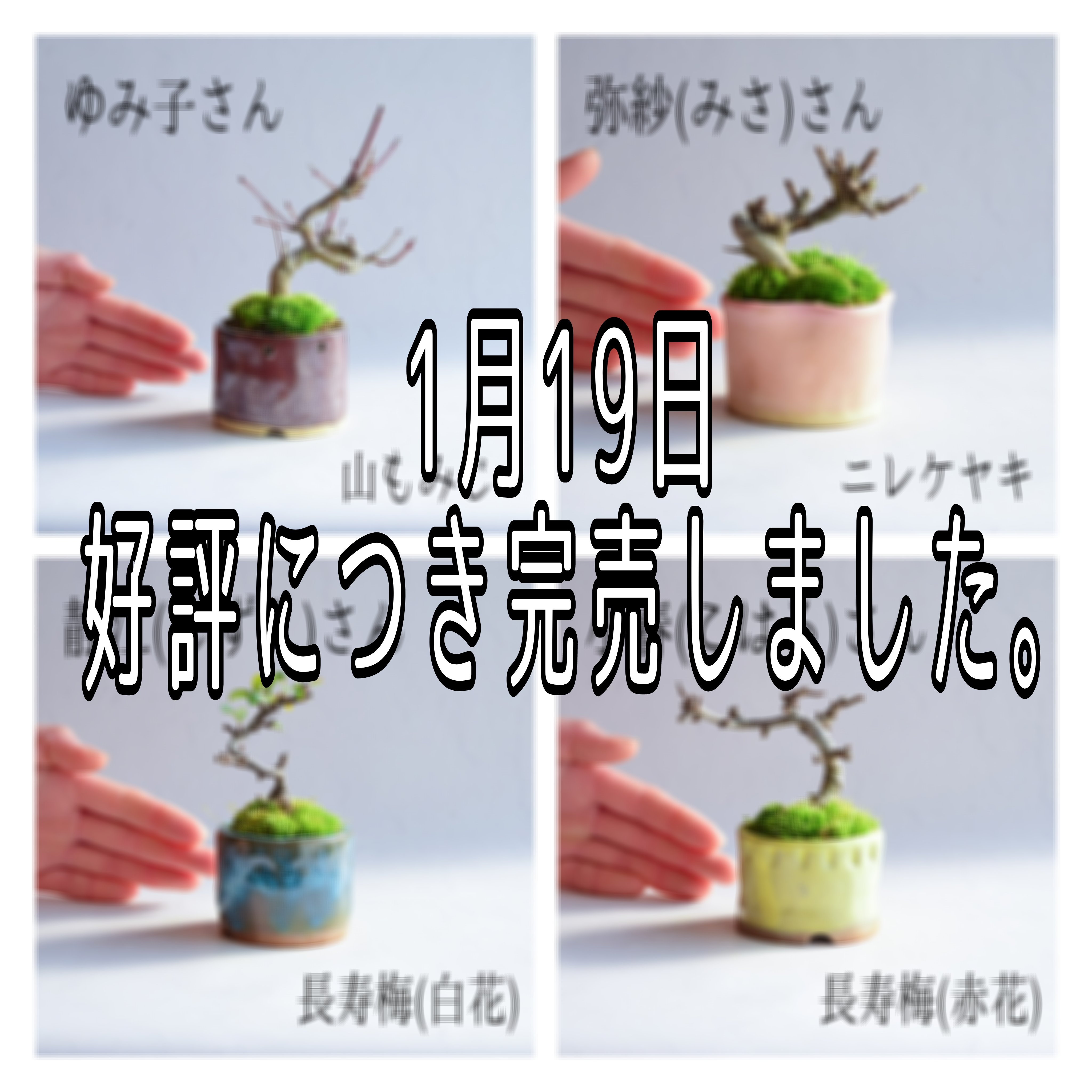 カスタマイズで自分だけのときめくミニ盆栽届けます。～育てて
