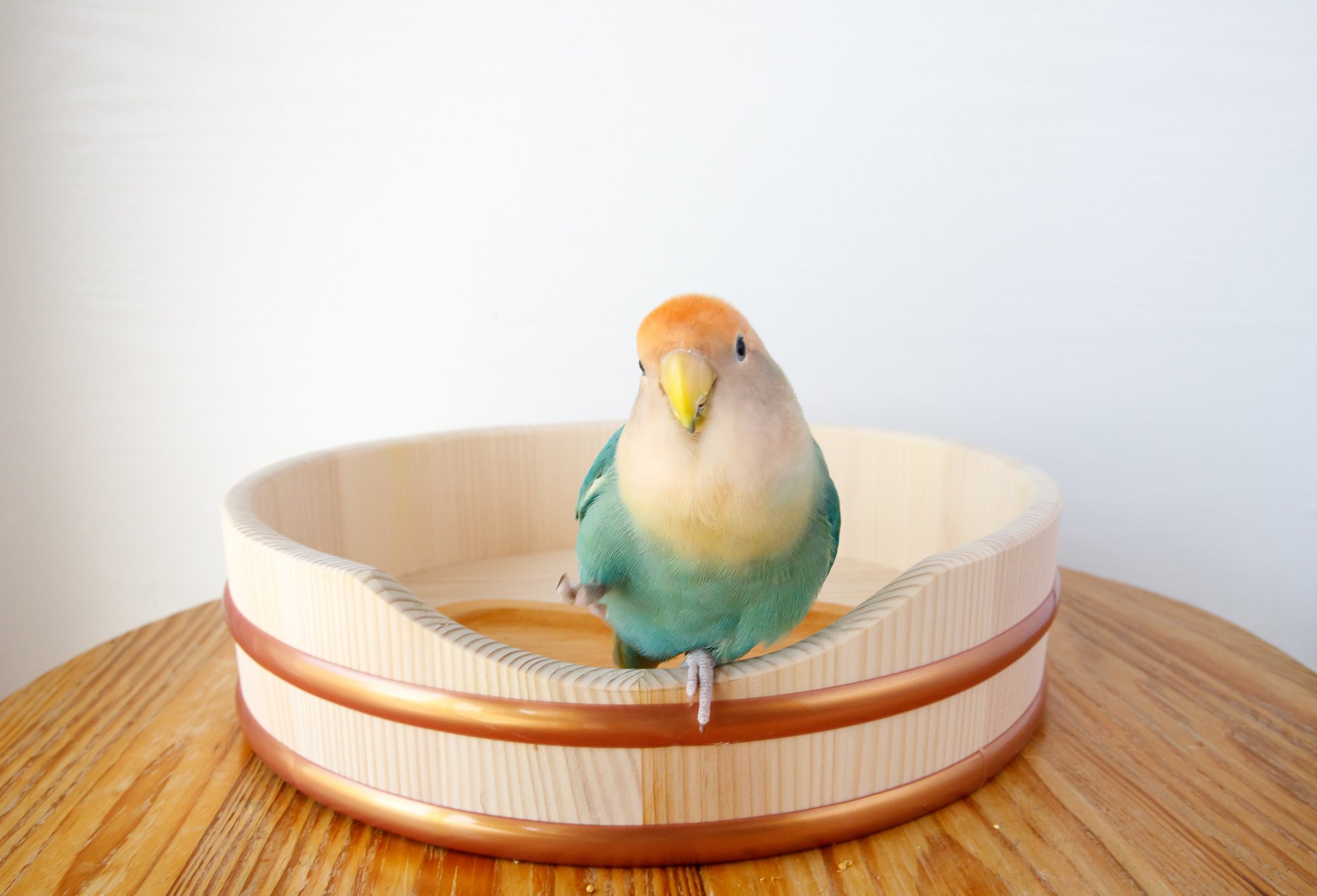 新品　浴衣　オカメインコ　セキセイインコ　カルキュロ　洗える浴衣　小鳥 新品 浴衣 オカメインコ セキセイインコ カルキュロ 洗える浴衣