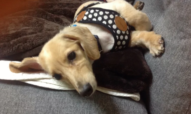 大切な家族のわんちゃんが歩けなくなってしまう前に 手づくりの4輪歩行