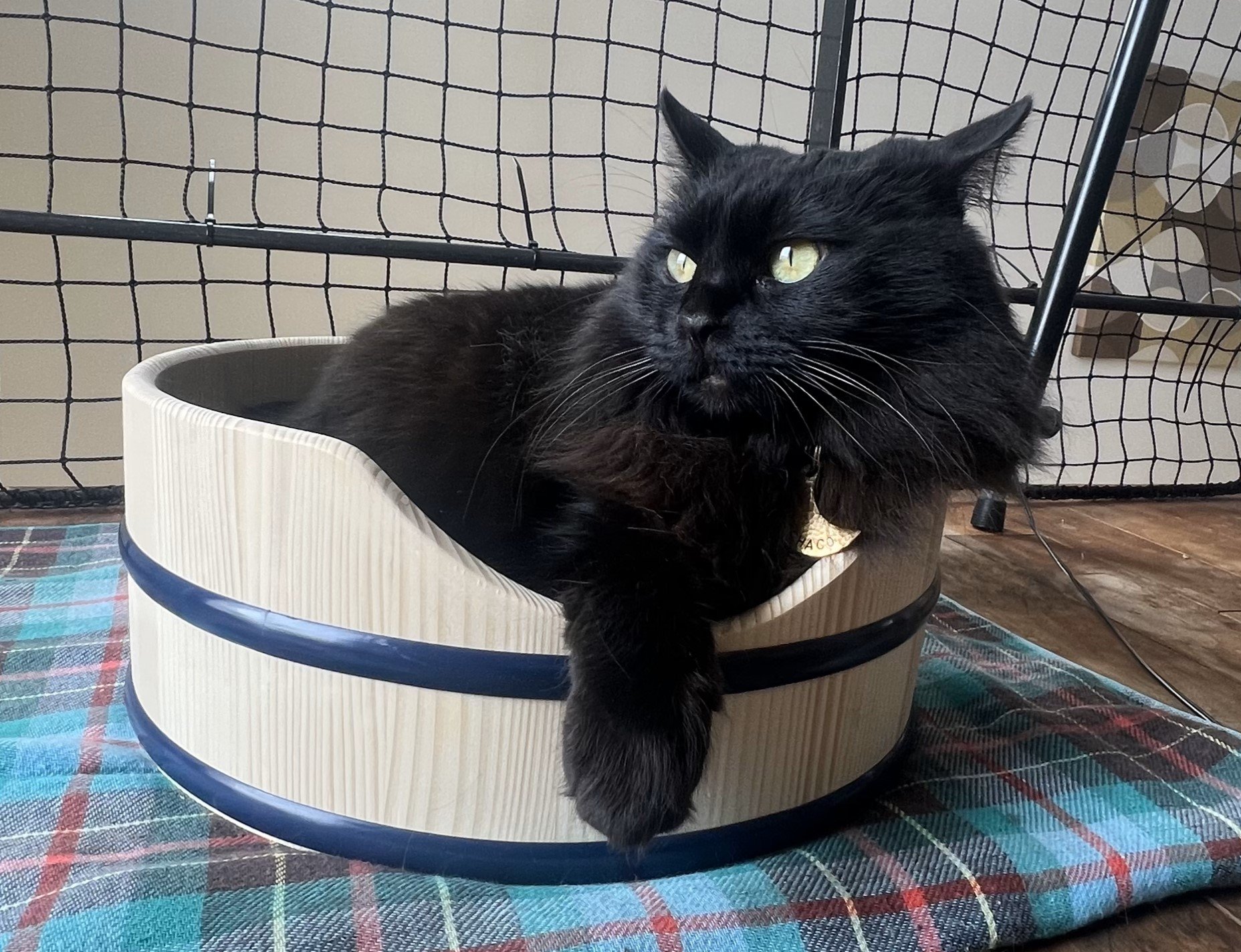猫の顔 立体アート 約20cm まるまるねこ　アーティスト作品 アートな箱とねこ。-Artistic box and Cats.- - YouTube