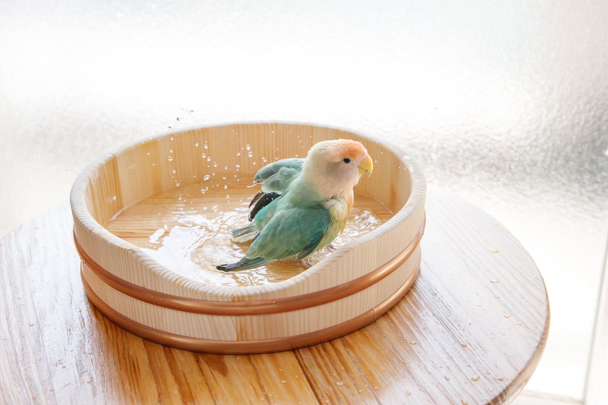 浴衣 オカメインコ セキセイインコ カルキュロ 洗える浴衣 小鳥 有松