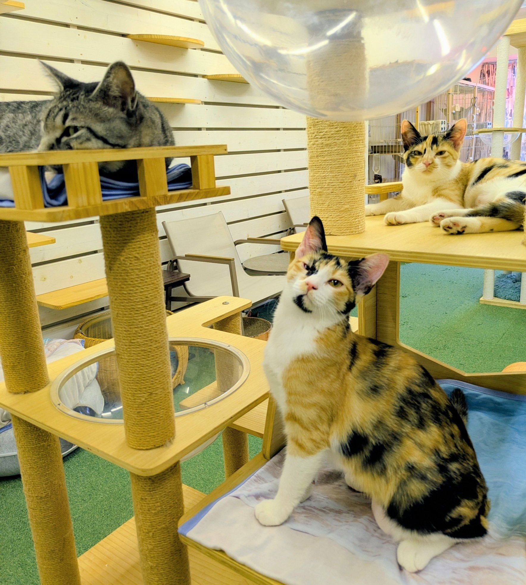 保護ネコ支援につながる】aoneco 猫窓付きミラーをあなたのお供に