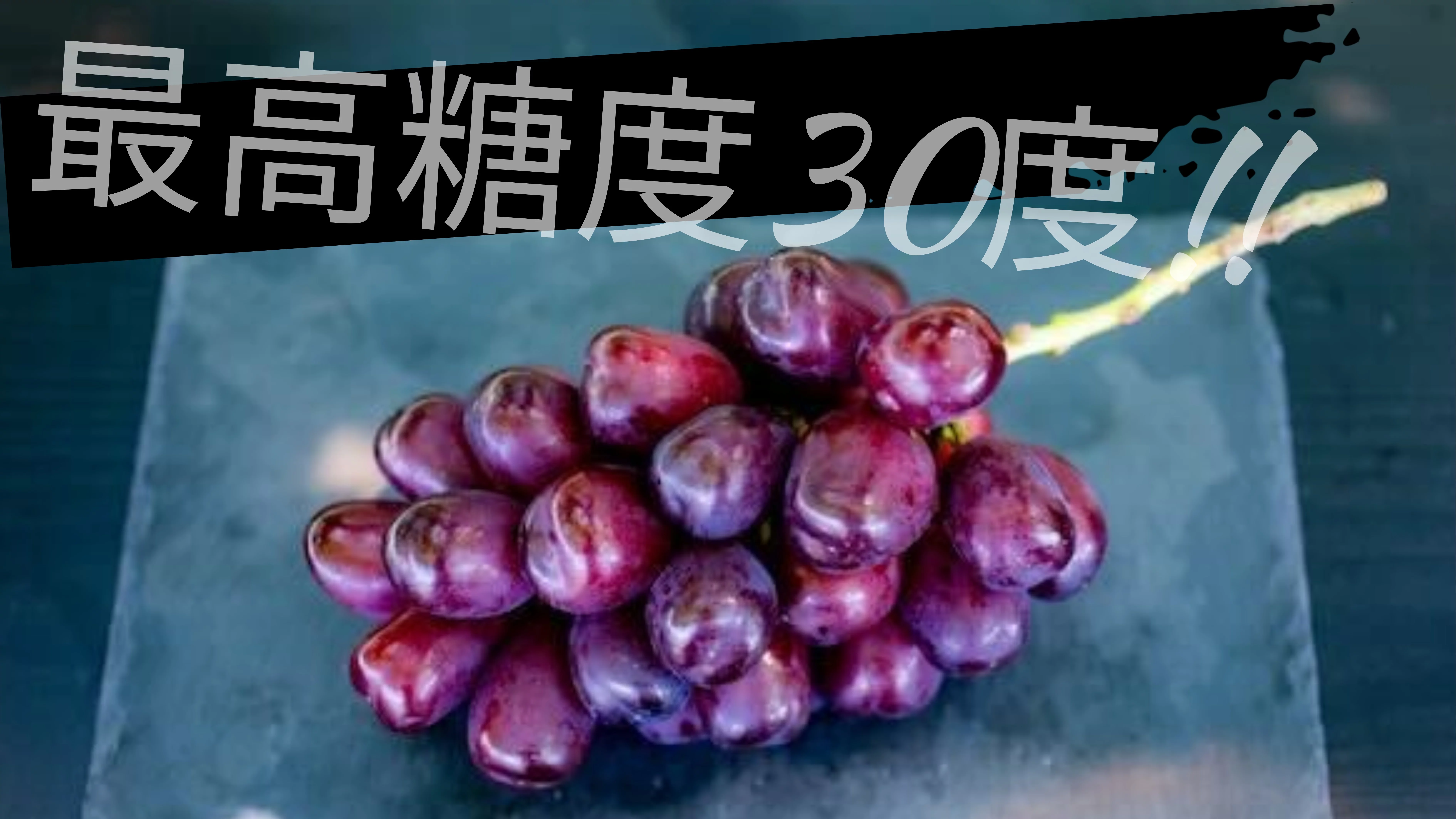 富士の輝き　三点まとめ 糖度30度も！！？まるでハチミツのような甘さのぶどう。一口で