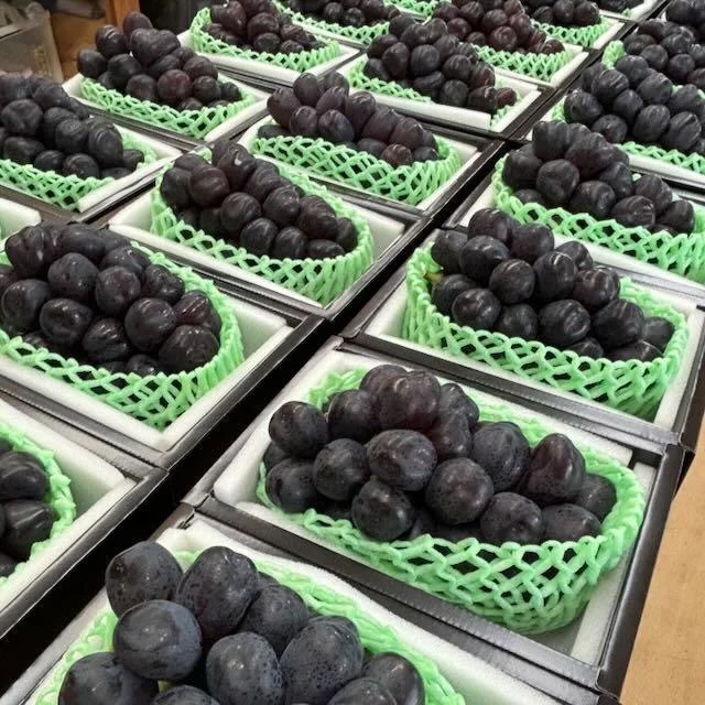 富士の輝き　三点まとめ 糖度30度も！！？まるでハチミツのような甘さのぶどう。一口で