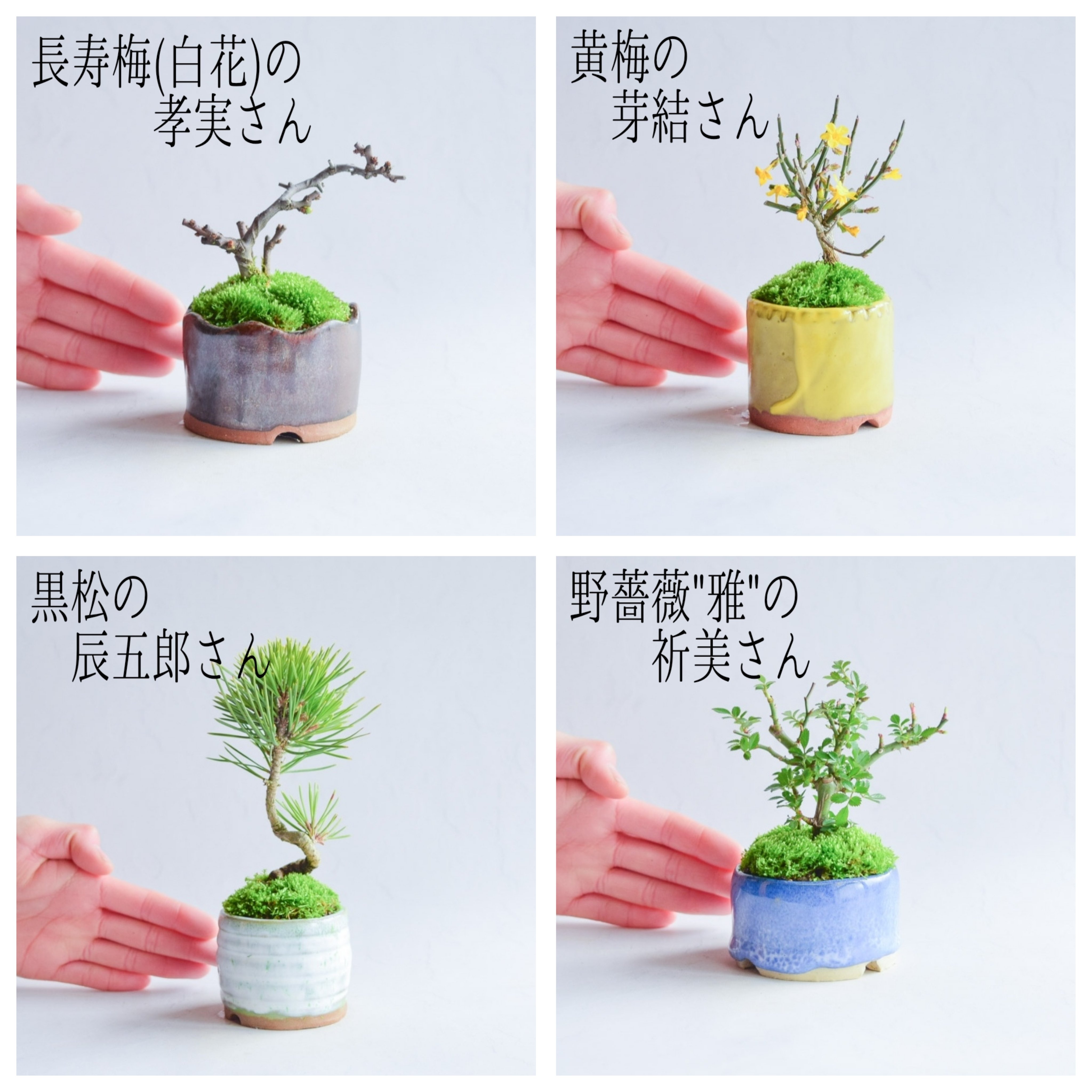 新発売】 黒松 長寿梅 ミニ盆栽セット 植物/観葉植物