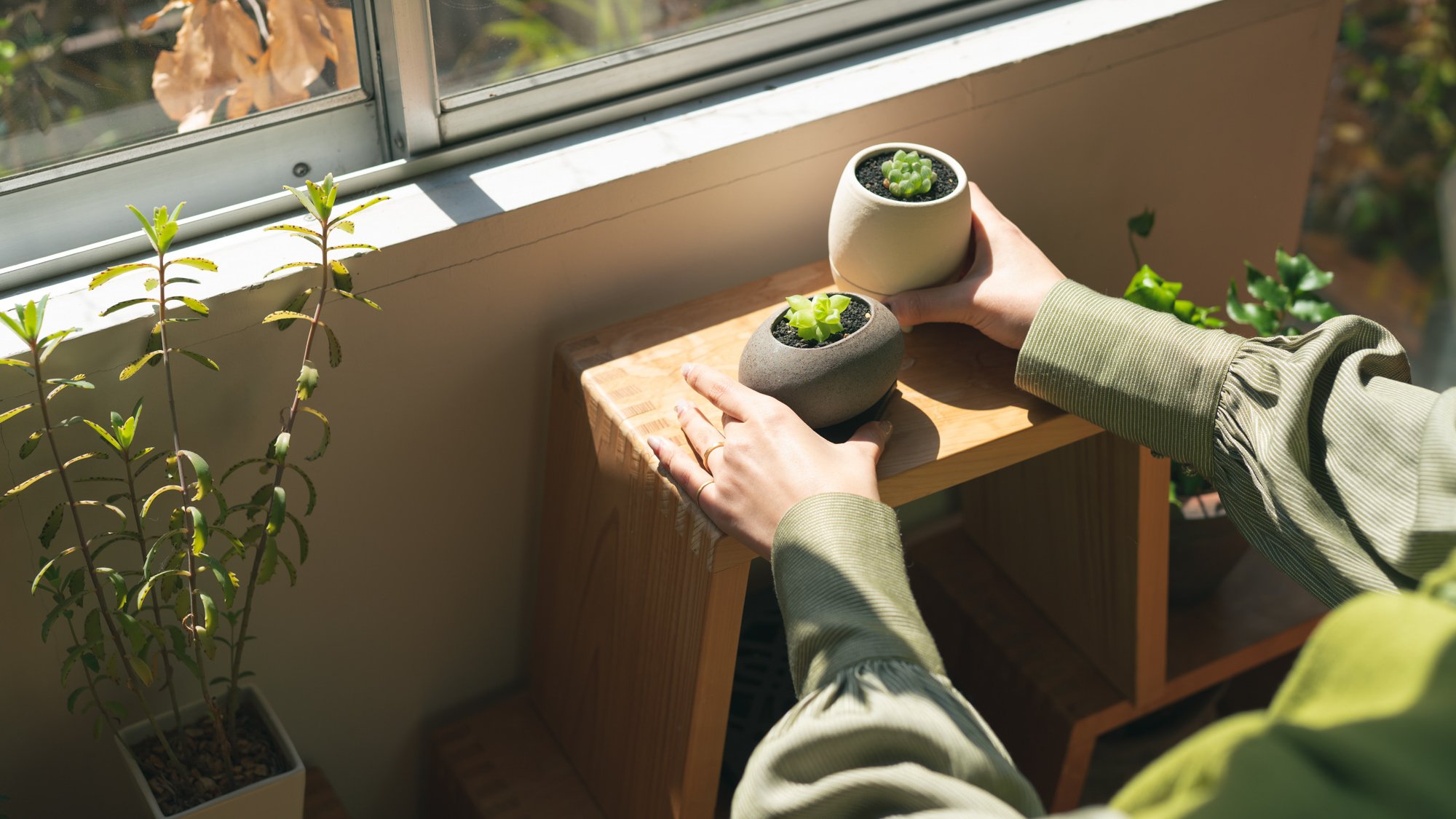 ポテっと、コロンと、手のひらサイズの植木鉢。植物ビギナーでも安心の