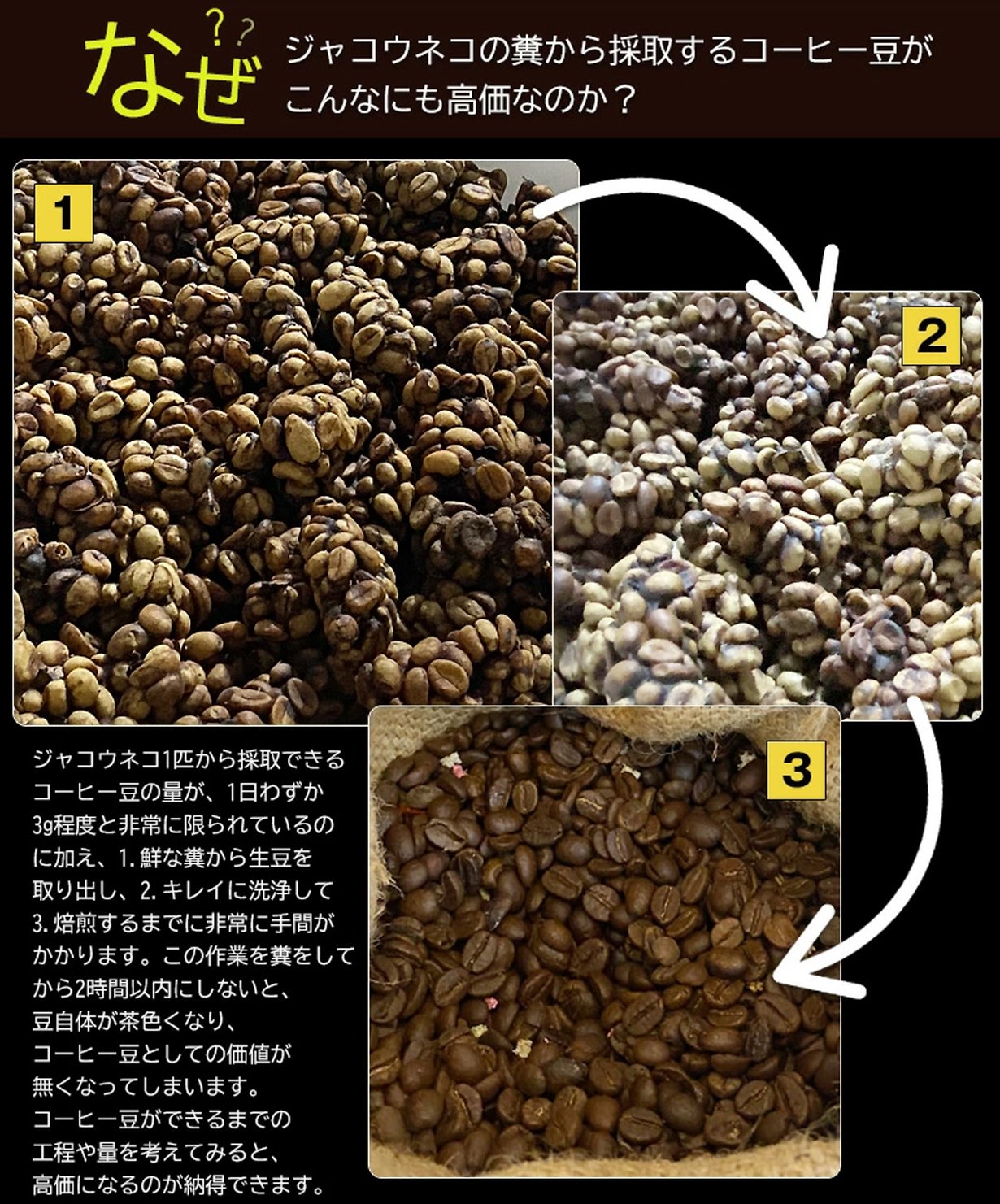 幻の「コピ・ルアク」ジャコウネココーヒー第2弾！ベトナム直接買付け
