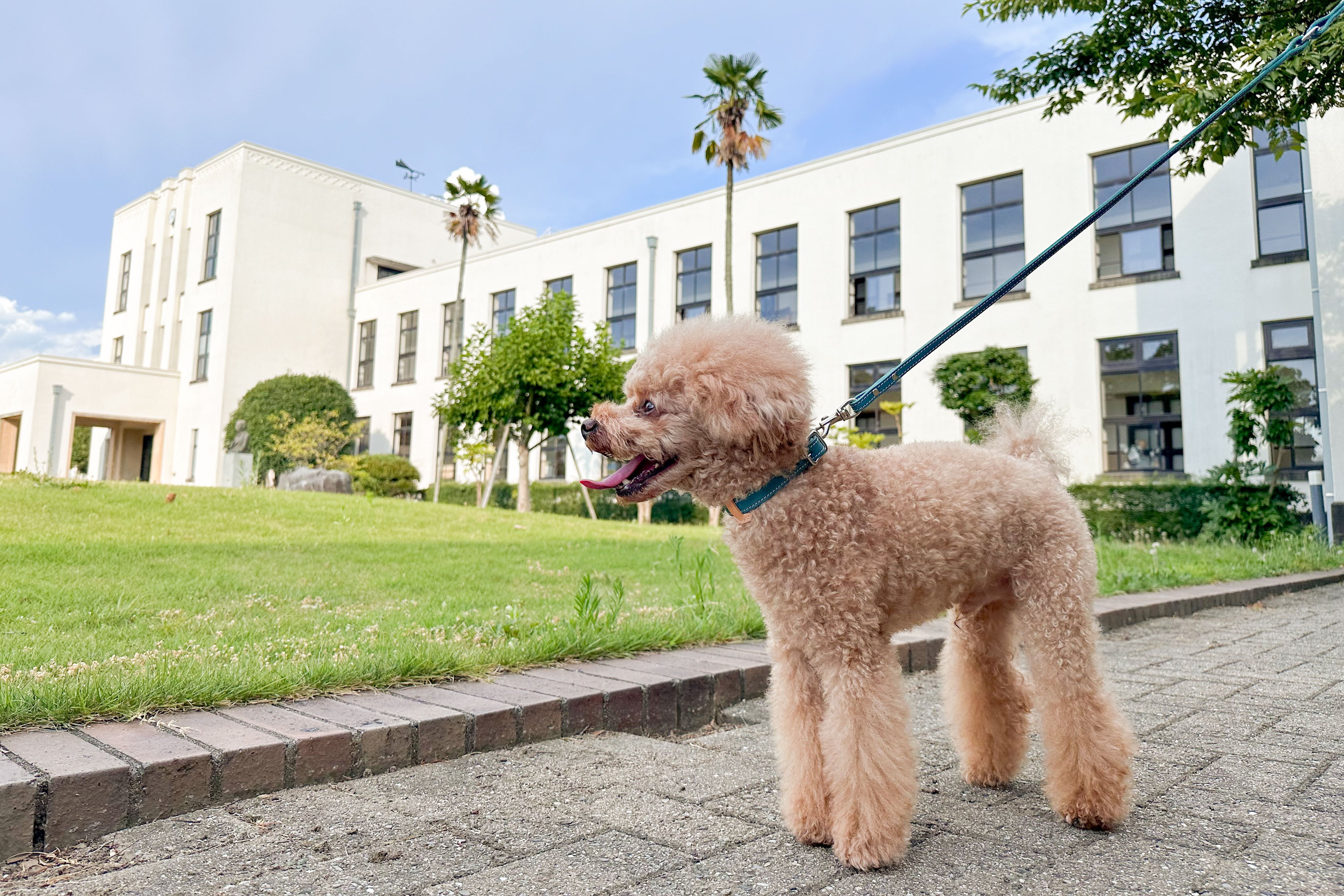 大切なわんちゃんのために】迷子の時に連絡先が分かる カラーオーダー