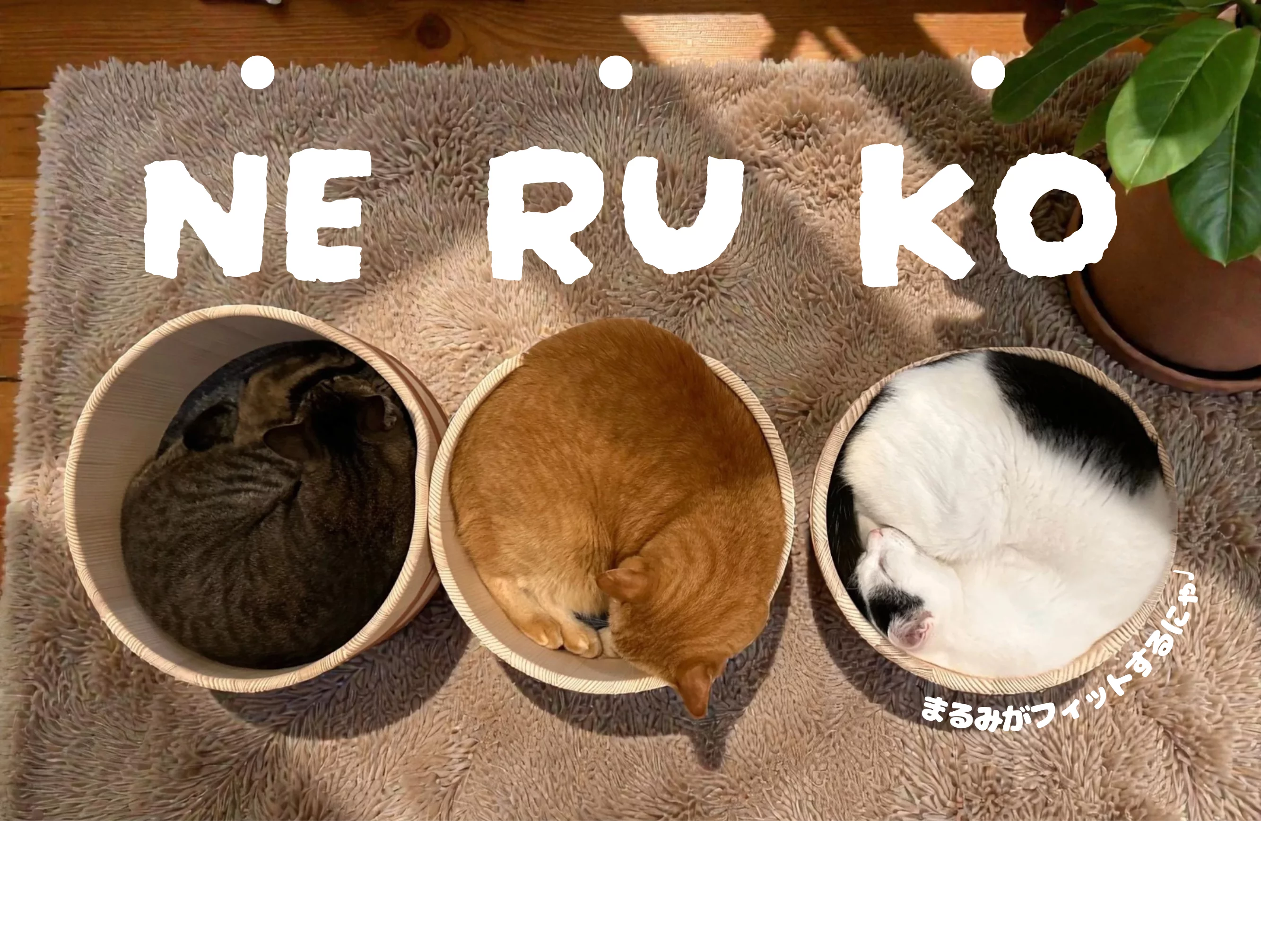 職人技を愛猫のために、2匹でピッタリ！癒しの丸みNERUKOベッド