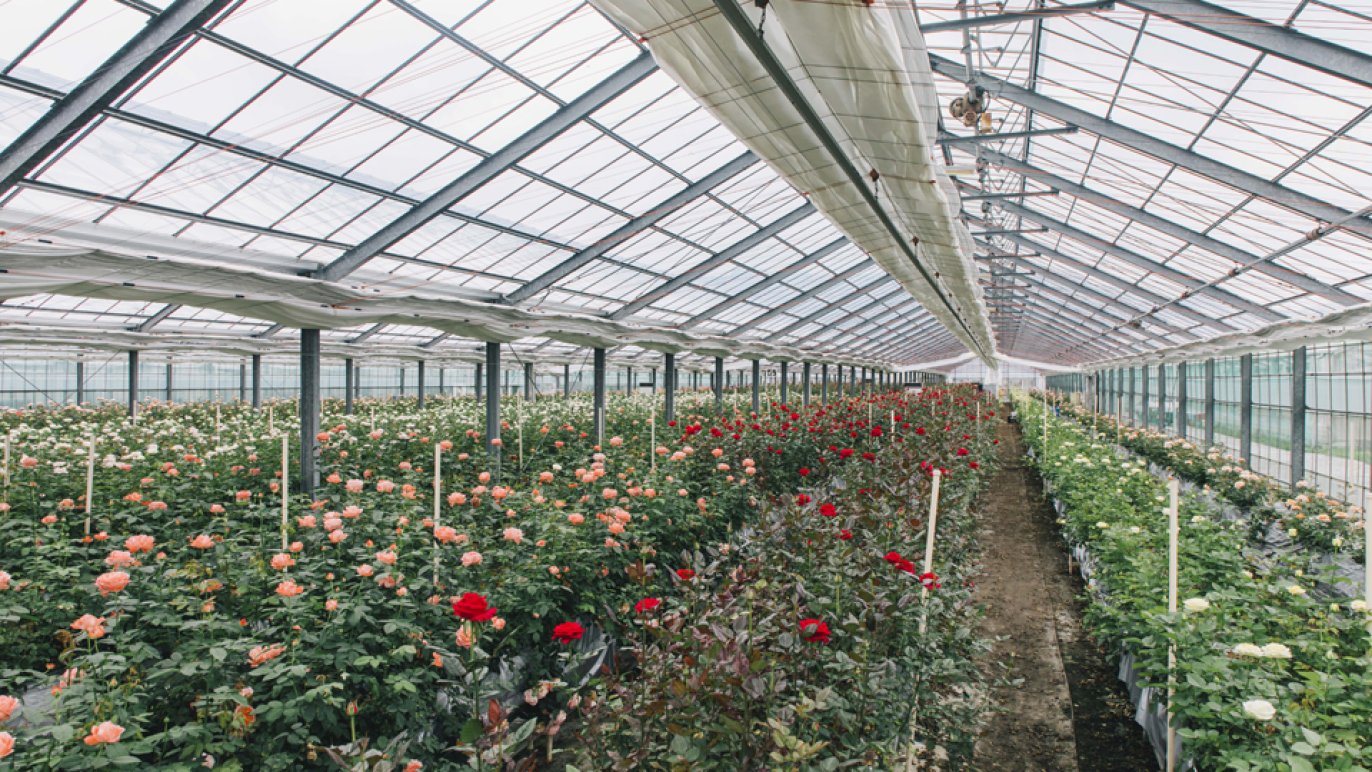 可憐で控えめ、夏だけの薔薇を――Creema SPRINGS限定の花束プロジェクト
