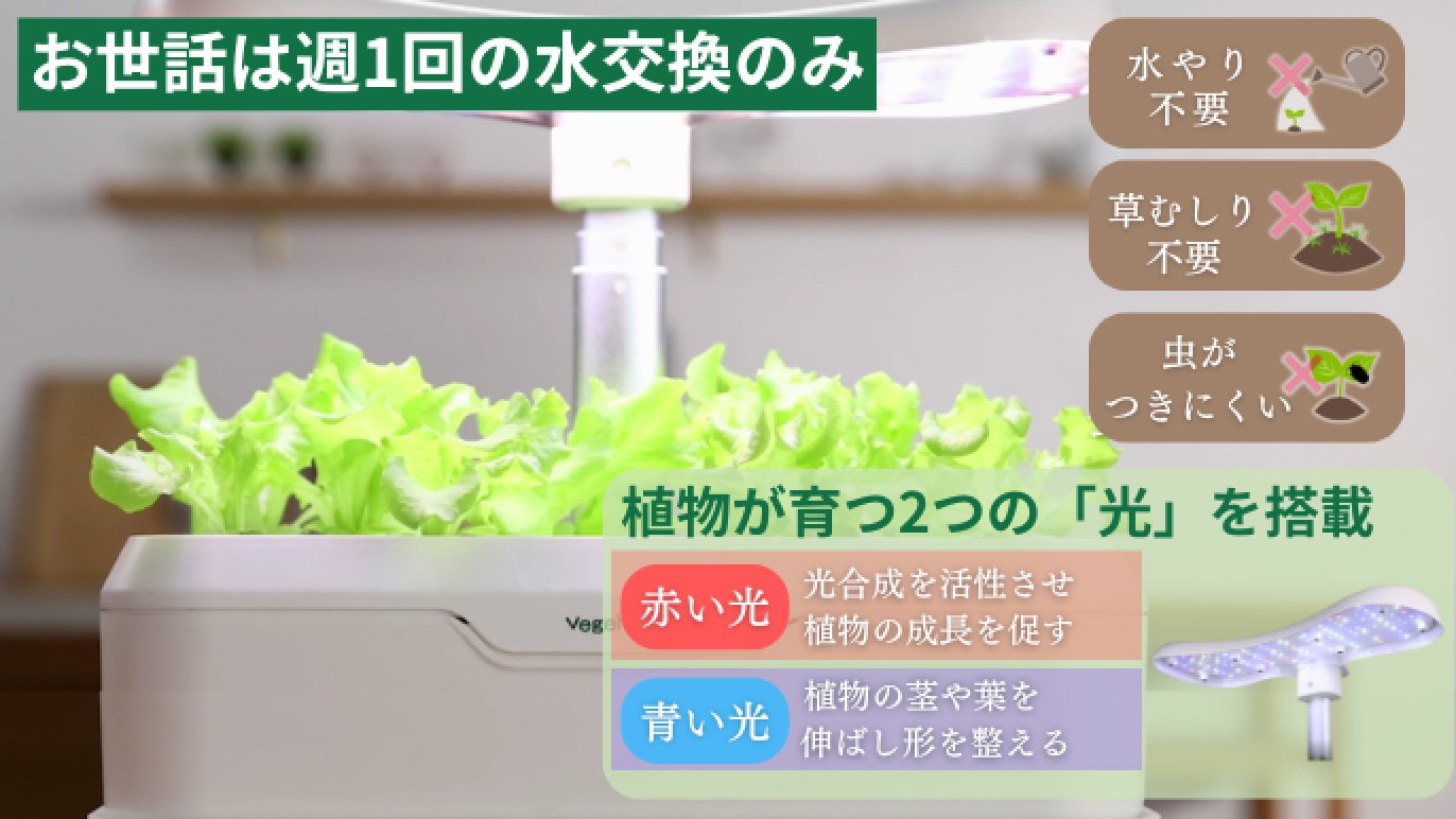 お部屋で家庭栽培！LED水耕栽培セット「ベジホーム」｜Creema SPRINGS